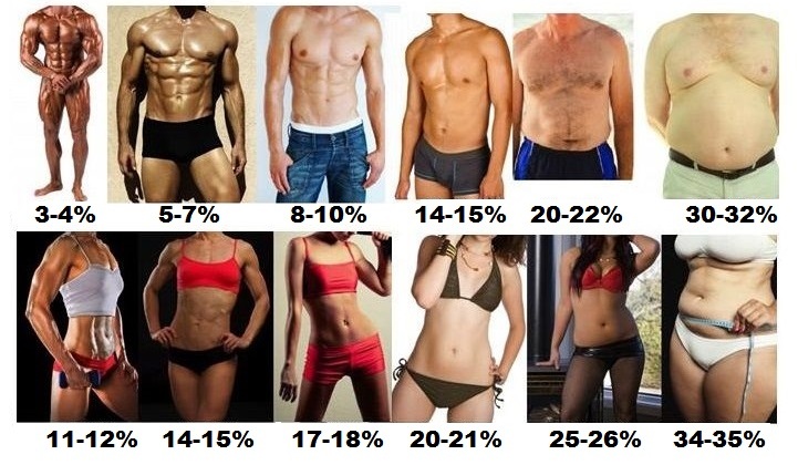 What does your total body weight consists of and what are the proportions of fat, muscles, connective tissue and bones?